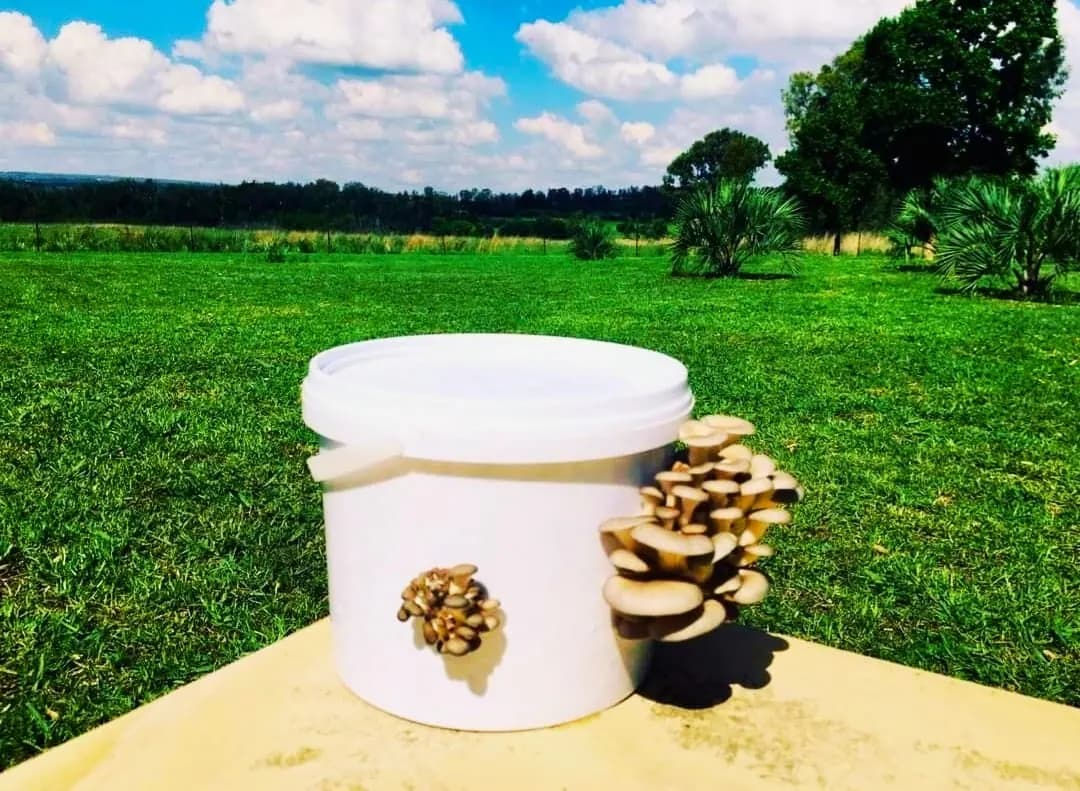 Home Growing Grey Oyster Mushroom Kit - 5L