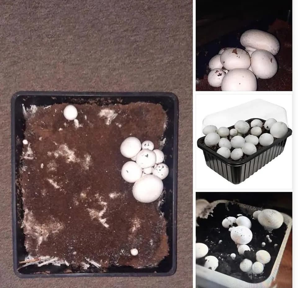 Button Mushroom Home Growing Kit