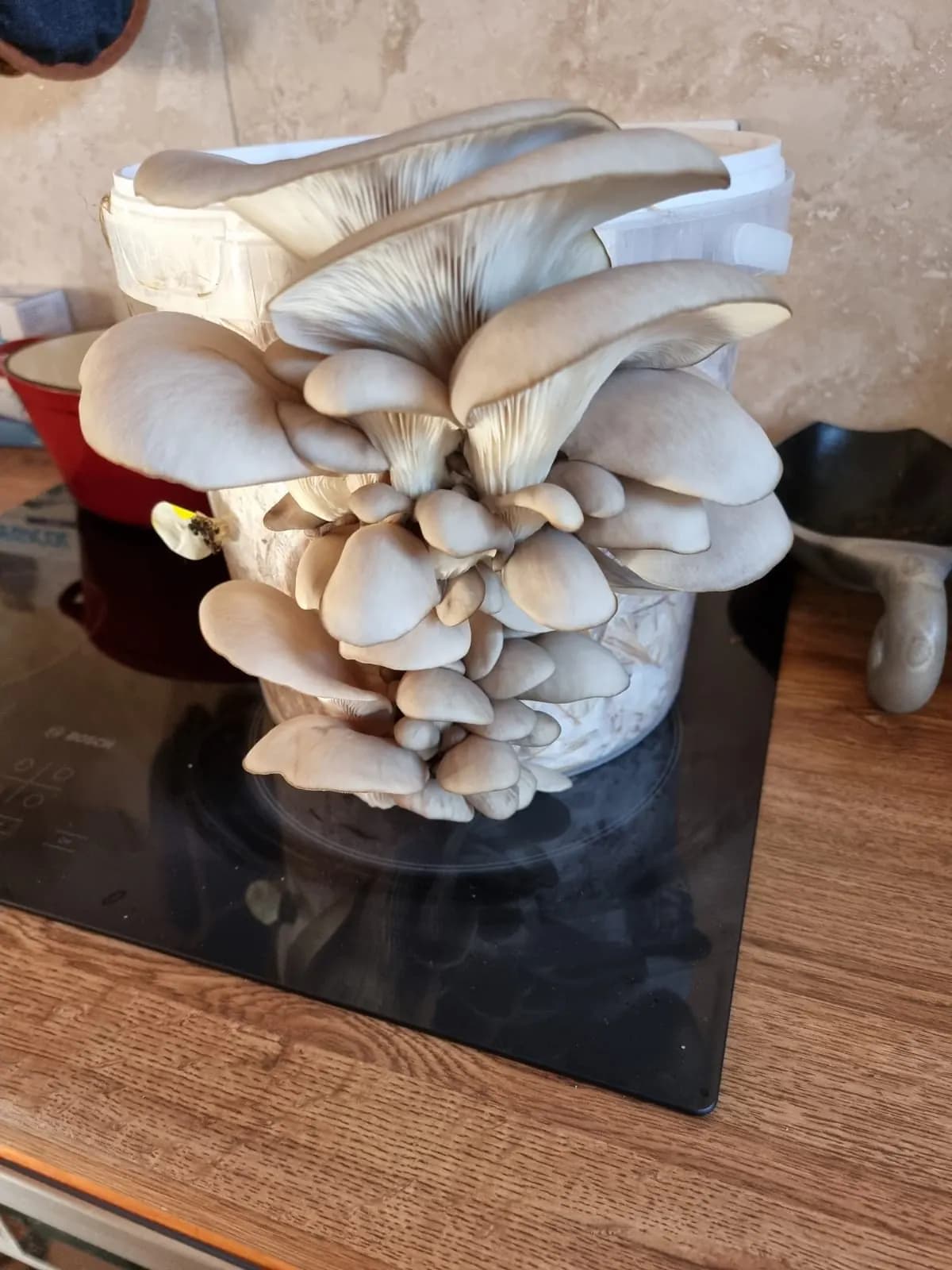 Home Growing Grey Oyster Mushroom Kit – 20L