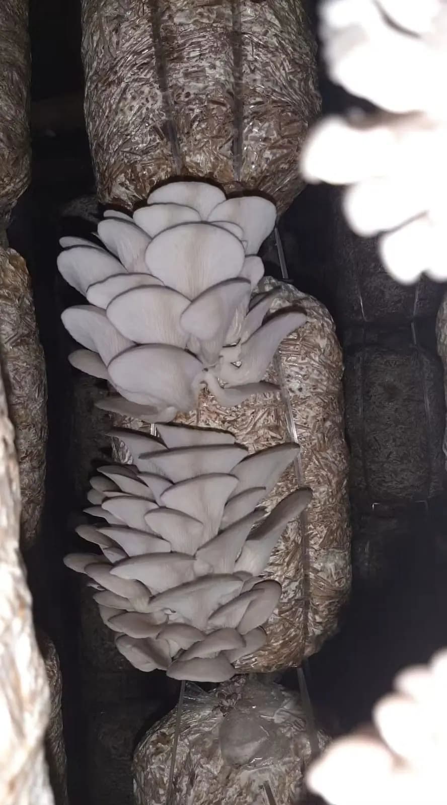 Roll Bags for Oyster & Mushroom Cultivation