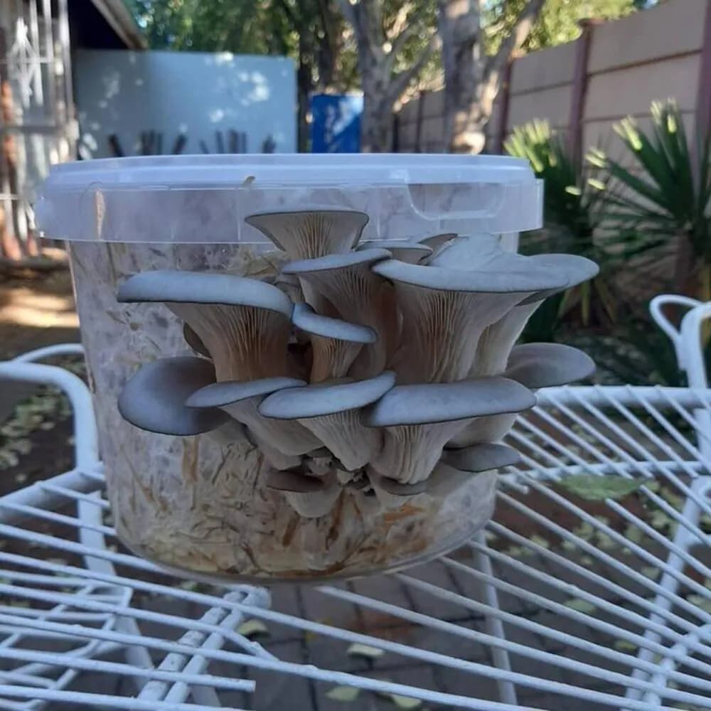 Mushroom Growing Kit – 5L